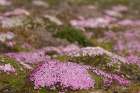 Norway, Svalbard. Moss campion pink wildflower close-up. Art Print